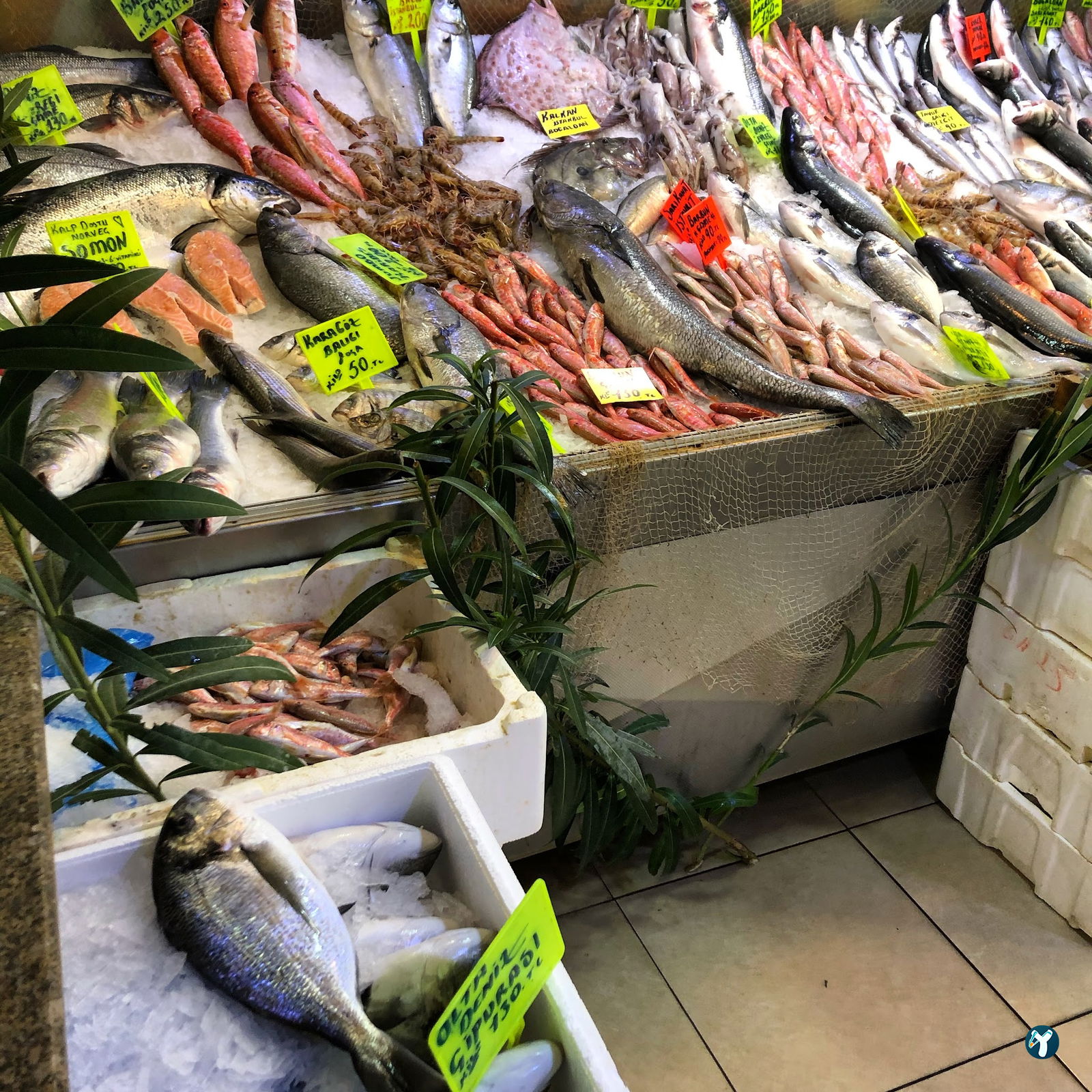 Bornova Balıkçısı Arif