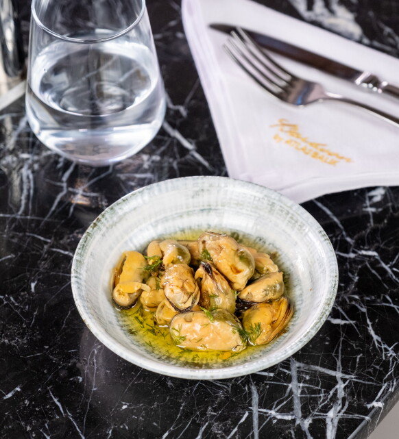 Barboon by Atlas Balık