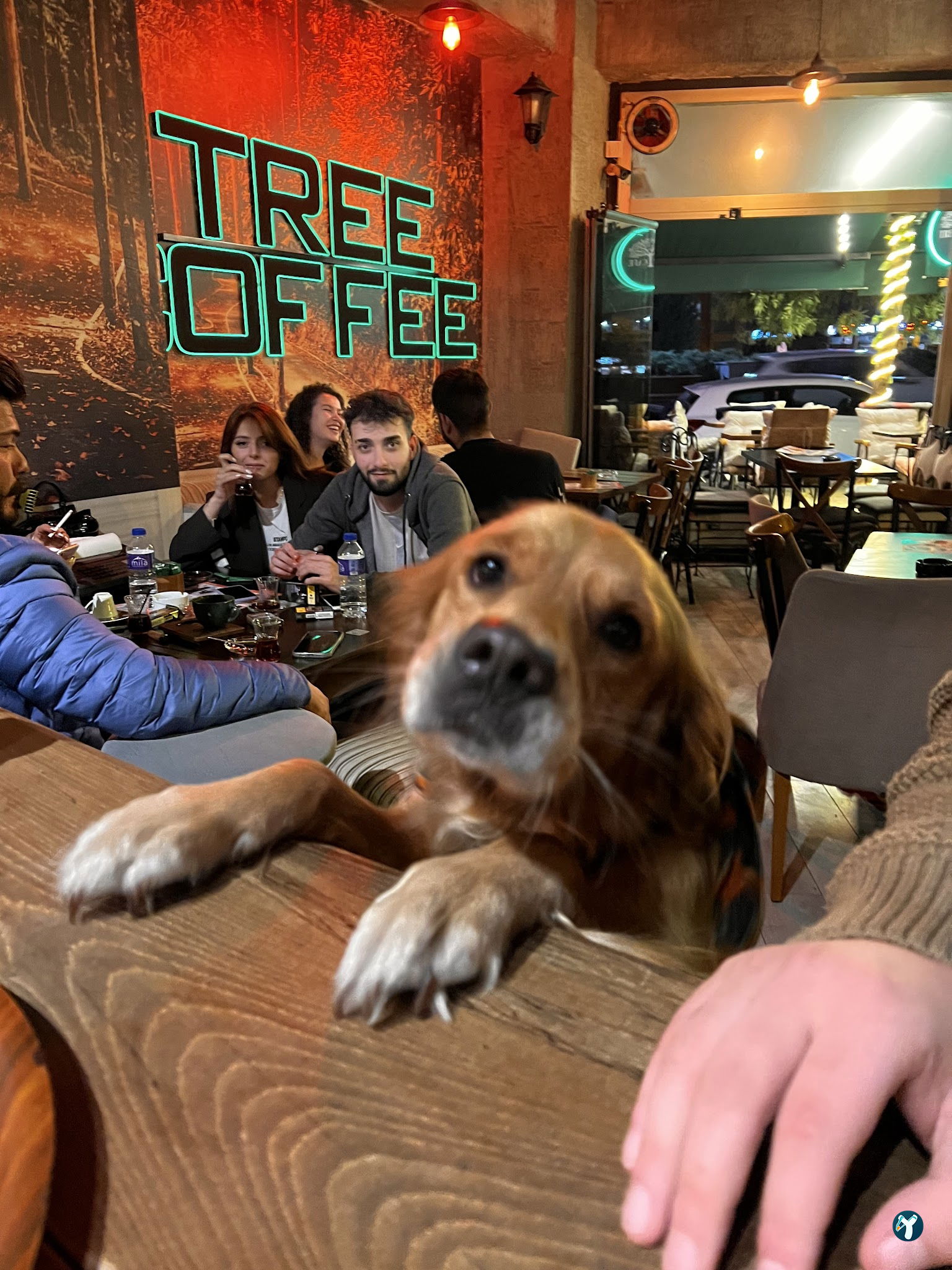 Tree Coffee
