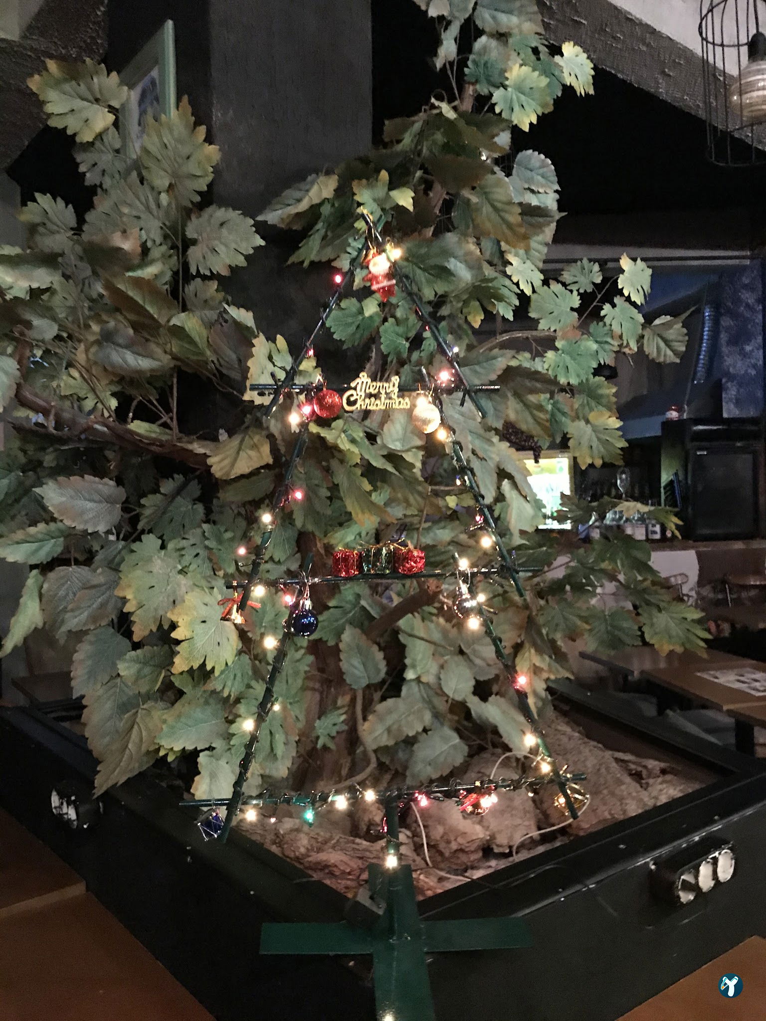 Tree Coffee