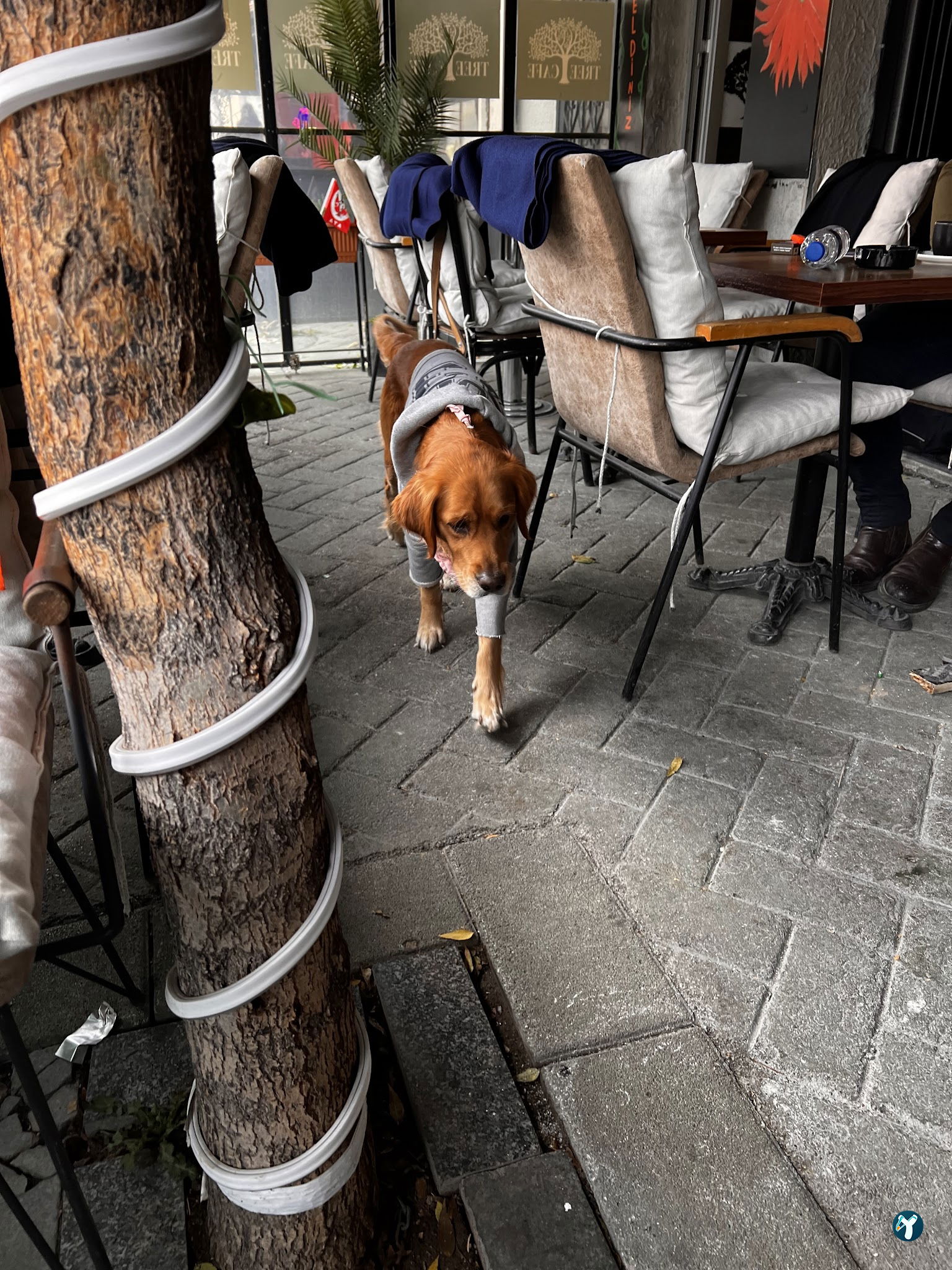 Tree Coffee