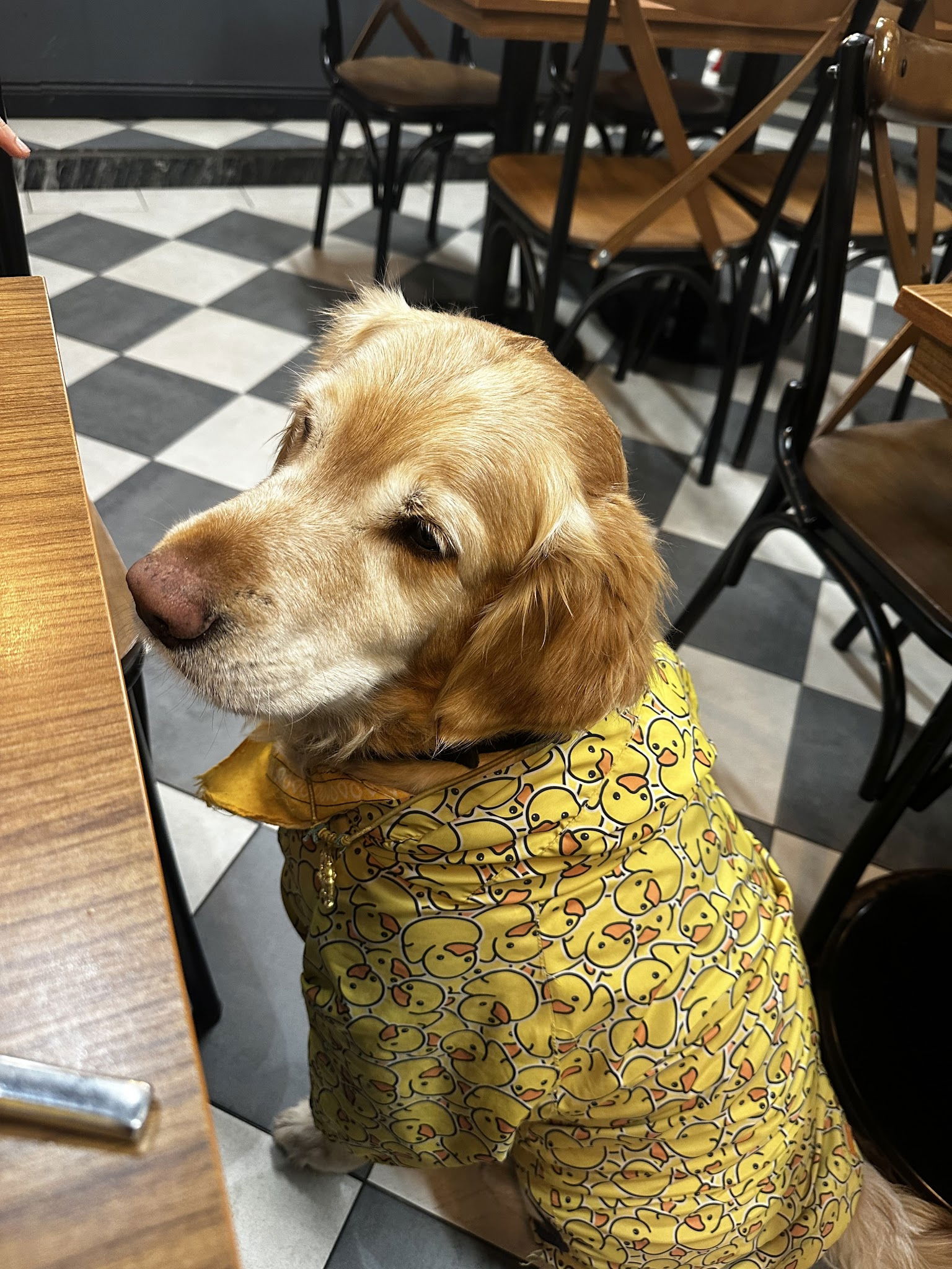 Ozzy Bites - Kurtuluş Pizza & Burger