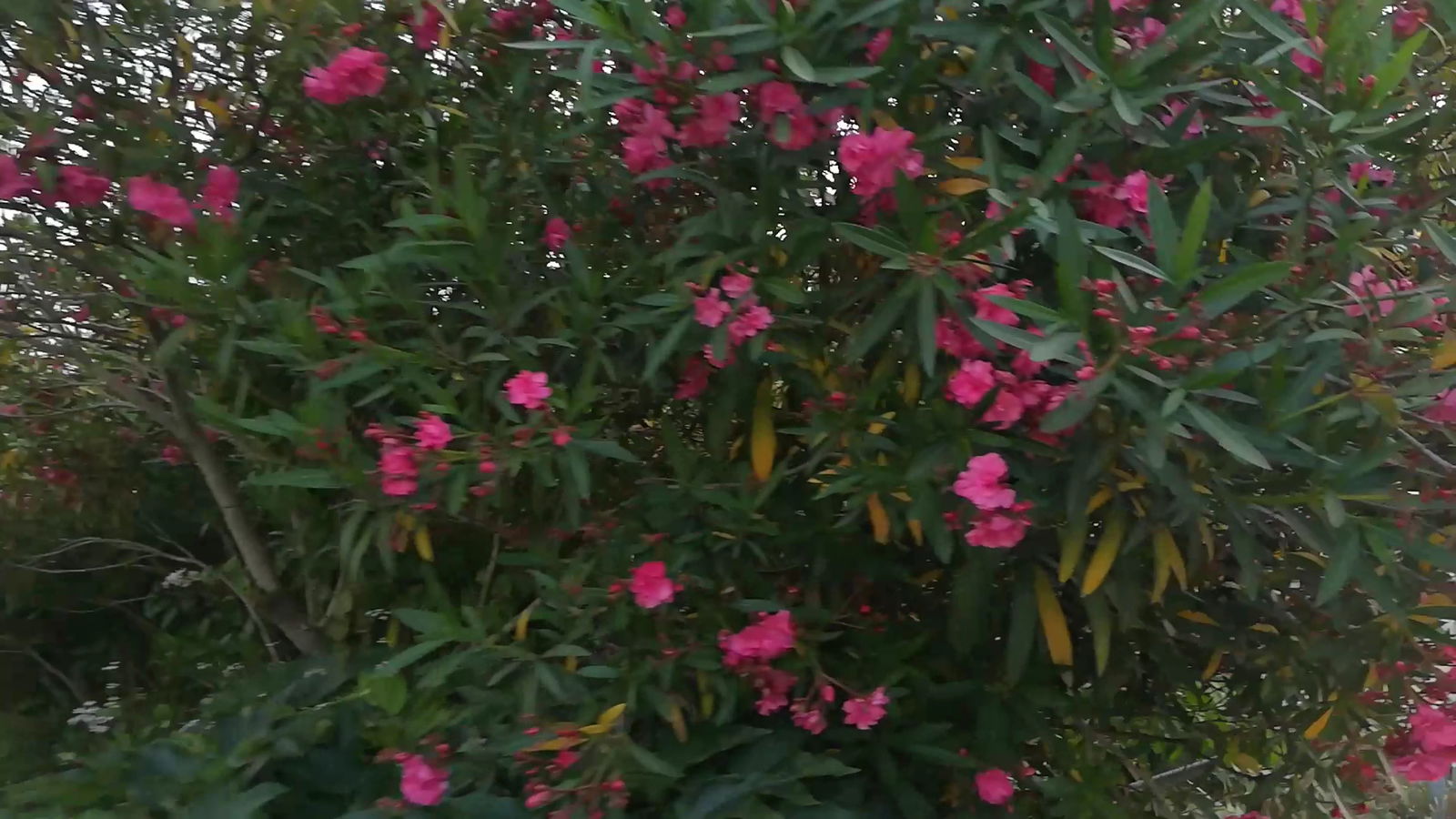 Serintepe Piknik Alanı&Restorant Ve Kamp Alanı