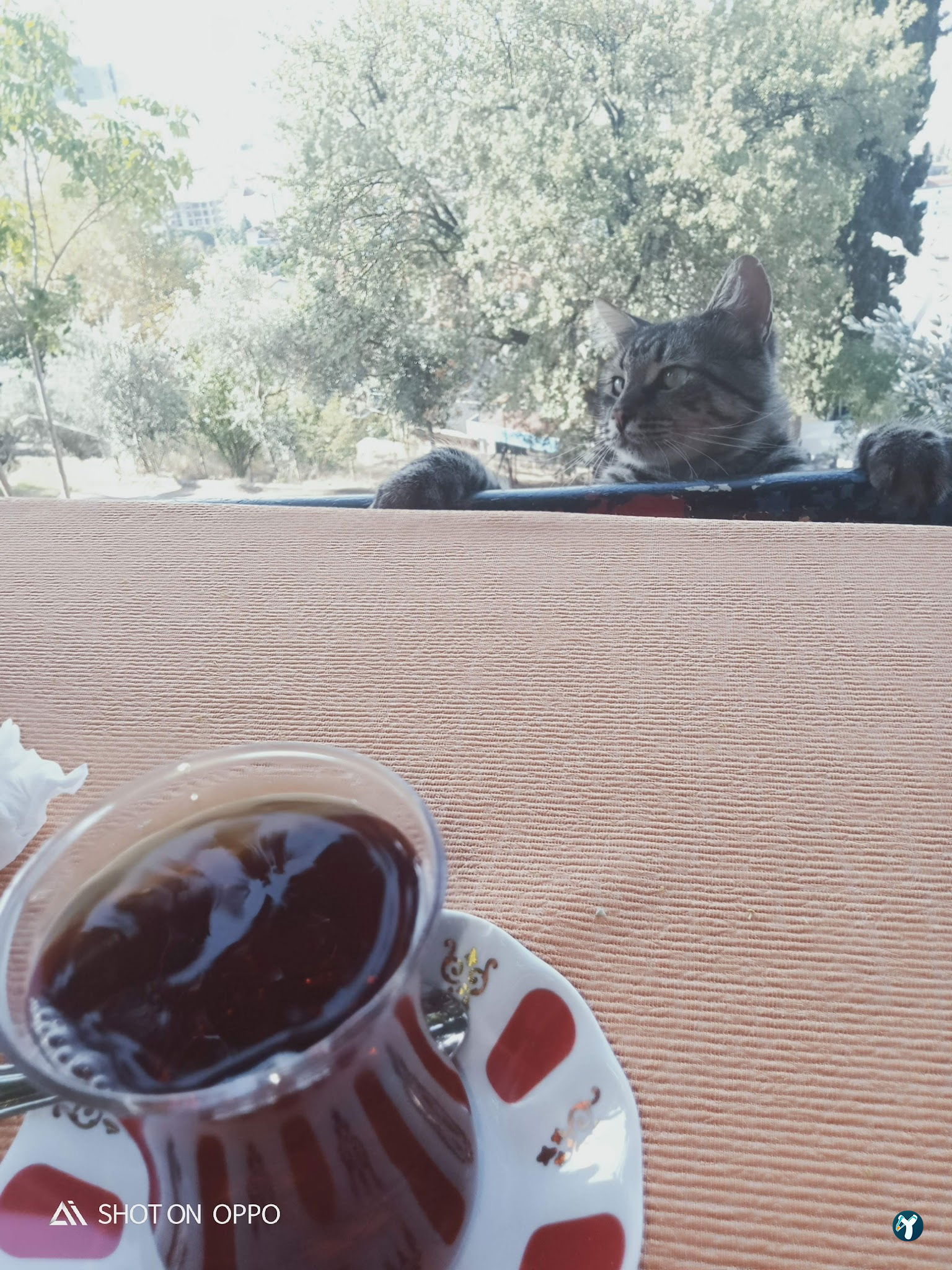 Ayazma Çay Bahçesi