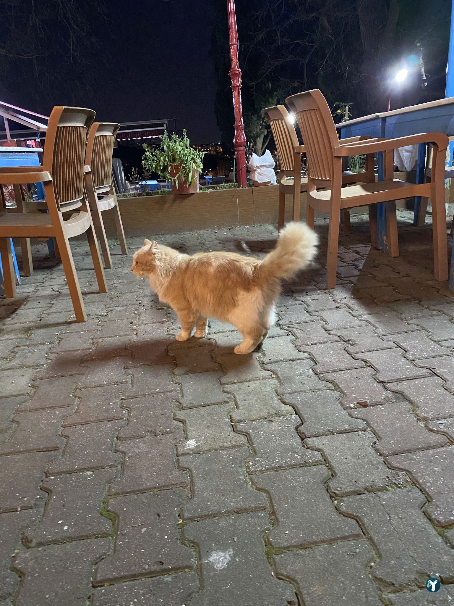 Ayazma Çay Bahçesi