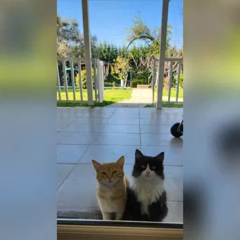 L'ombelico di Selcuk resimleri