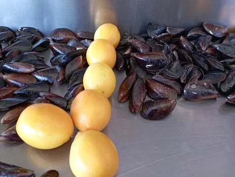 A'dan Z'ye Midye resimleri