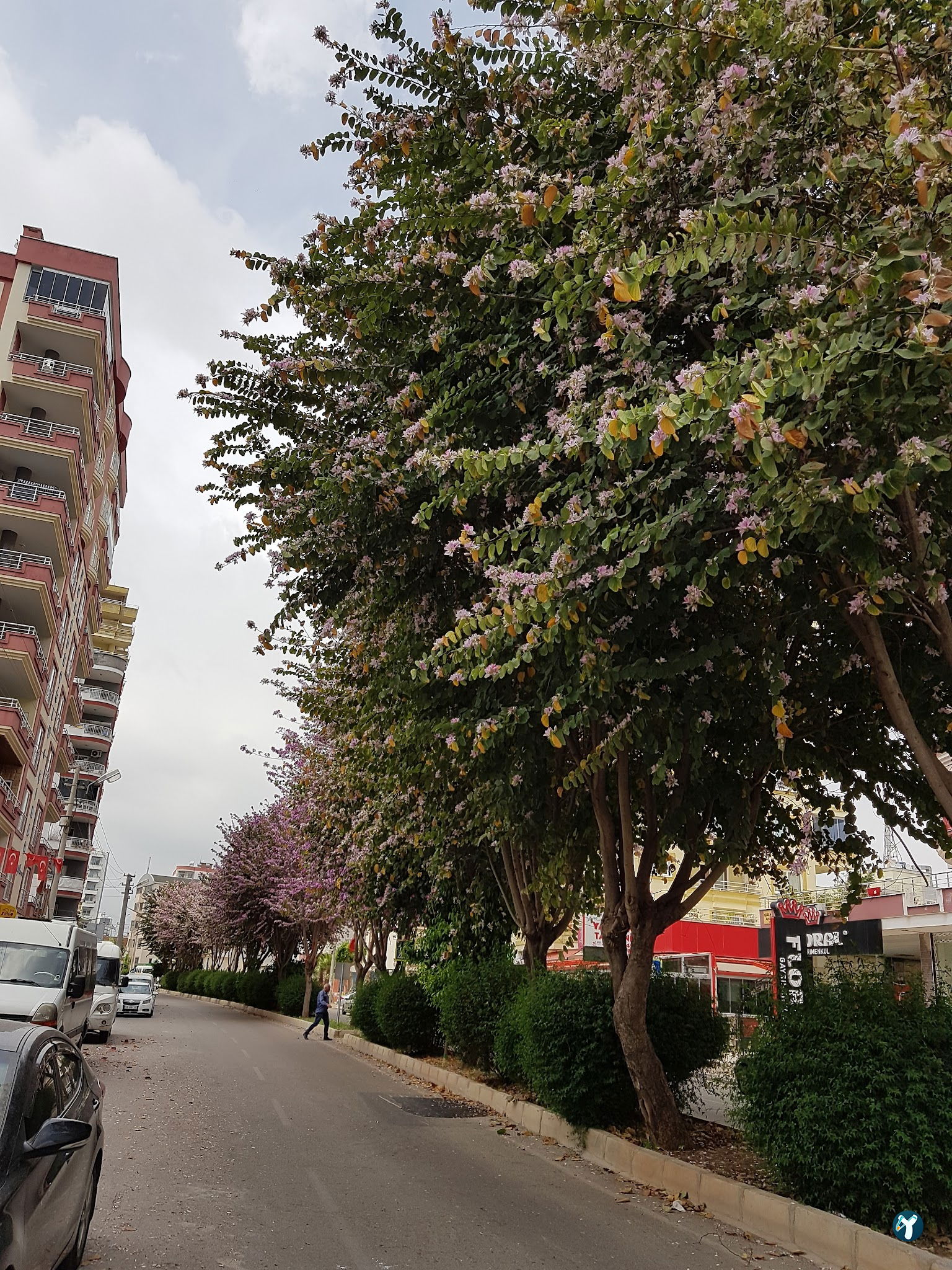 33 Öz Mersin Tantuni