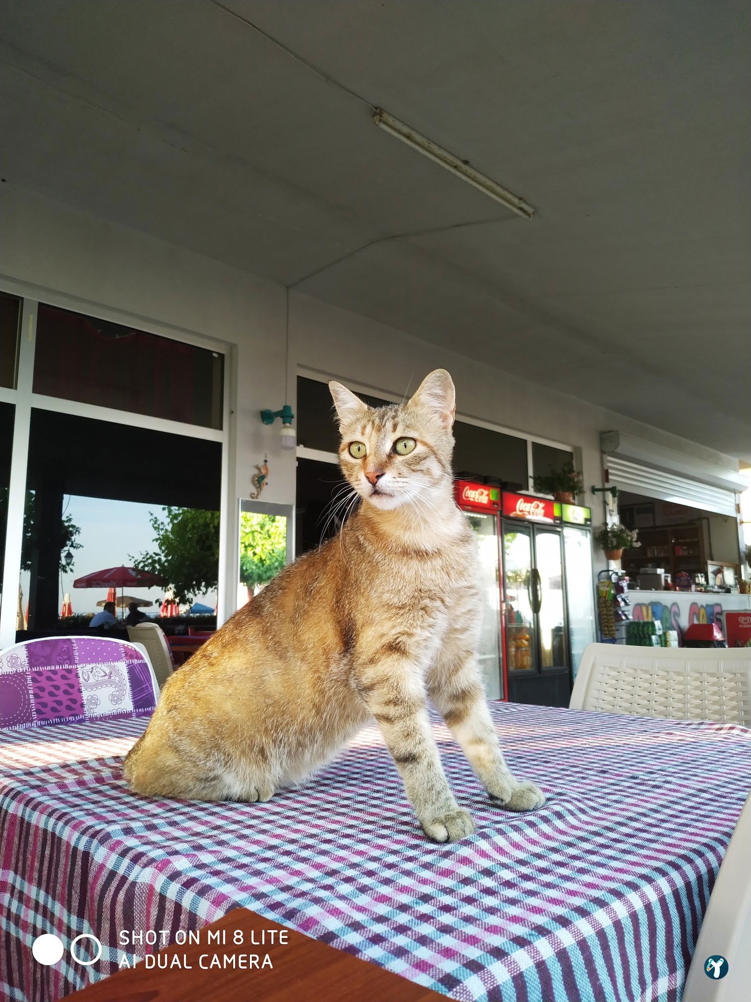 Aktaş Sahil Cafe