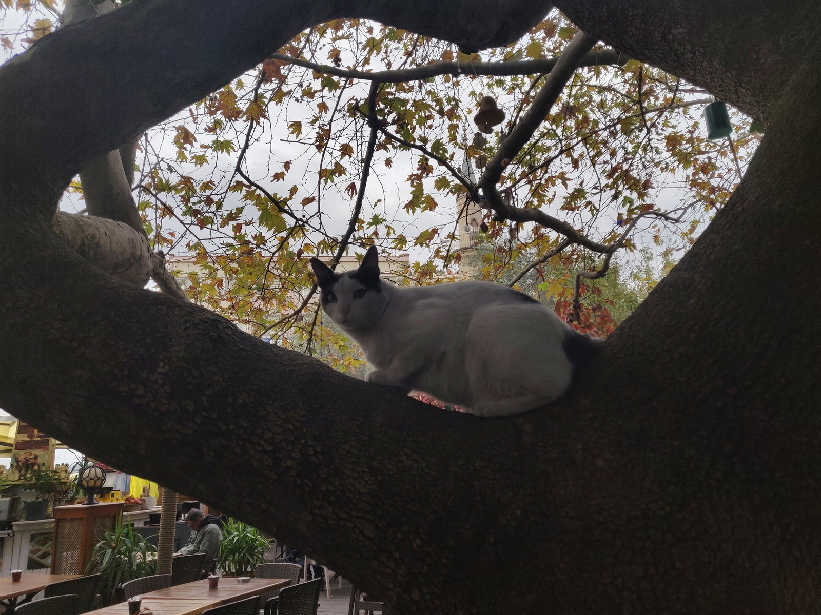 Serpil Park Aile Çay Bahçesi