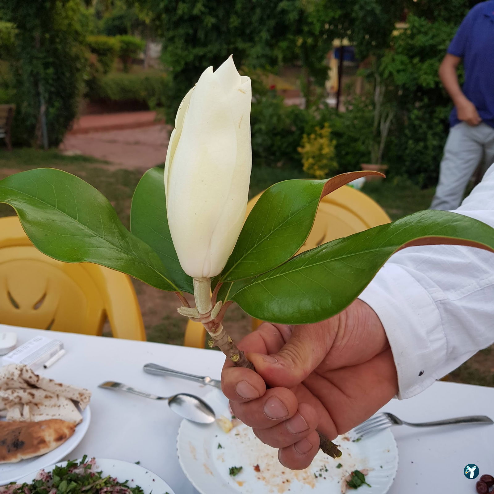 Tmmo Lokali Bekir Usta