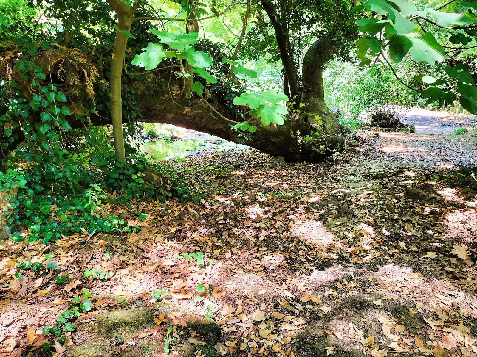 Şelale Cafe & Grill