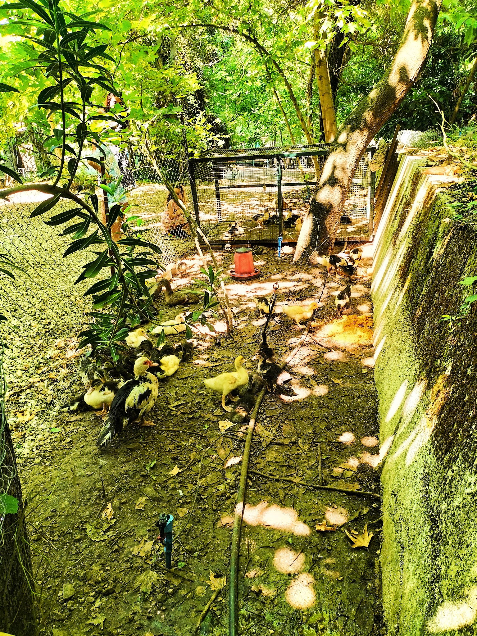 Şelale Cafe & Grill