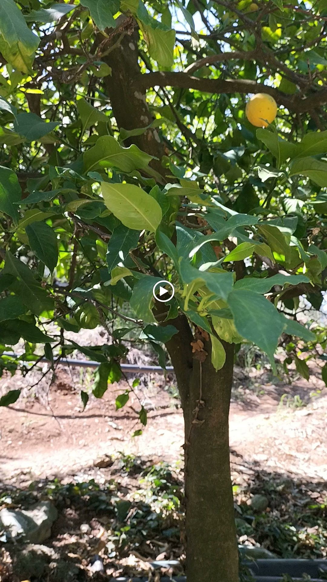 Şelale Cafe & Grill