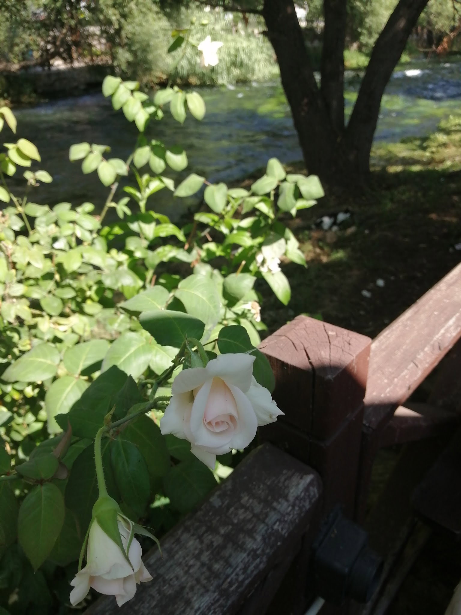 Şelale Cafe & Grill