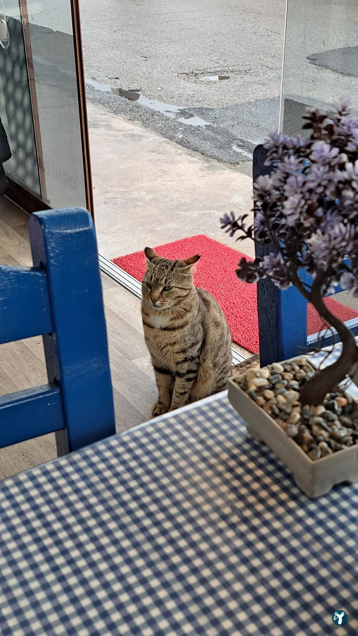 Orni Balıkçılık