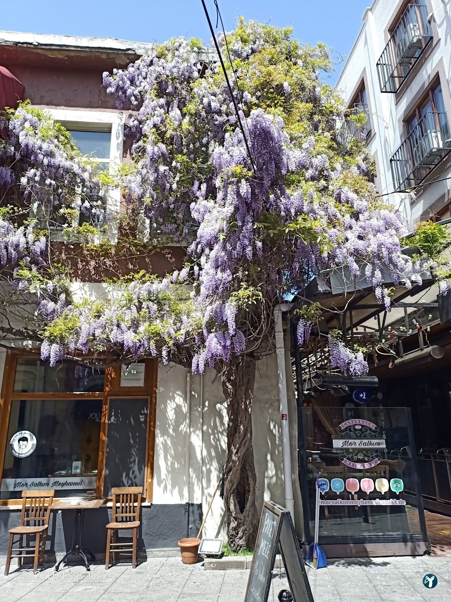 Mor Salkım Meyhanesi