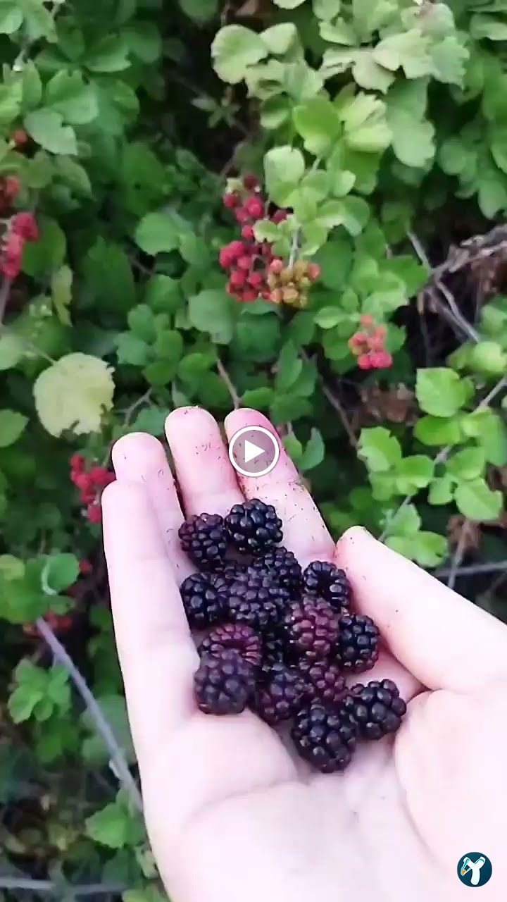 Silivri Muratçeşme Piknik Alanı