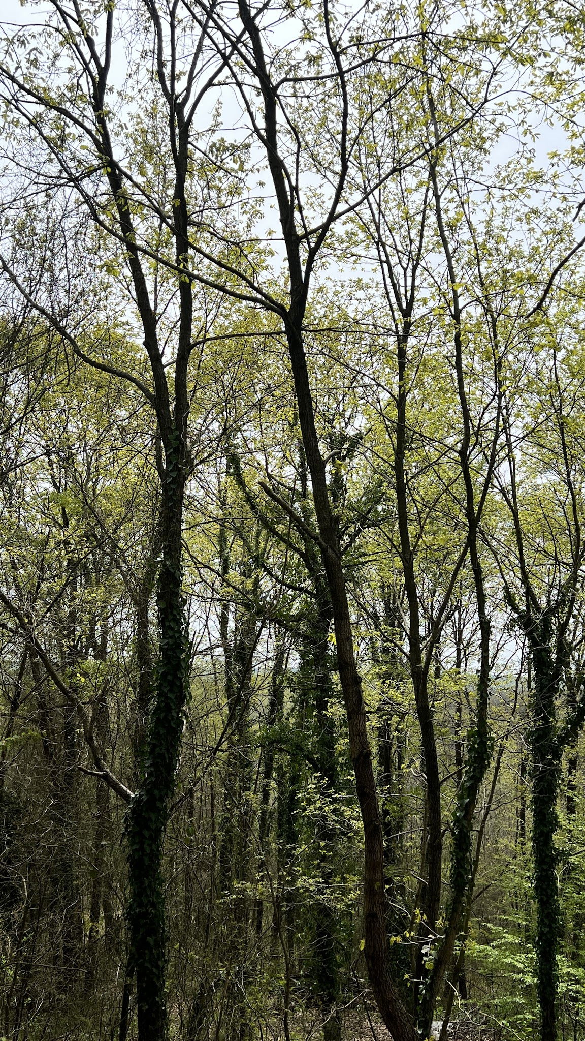 Sihirli Bahce Kirevi