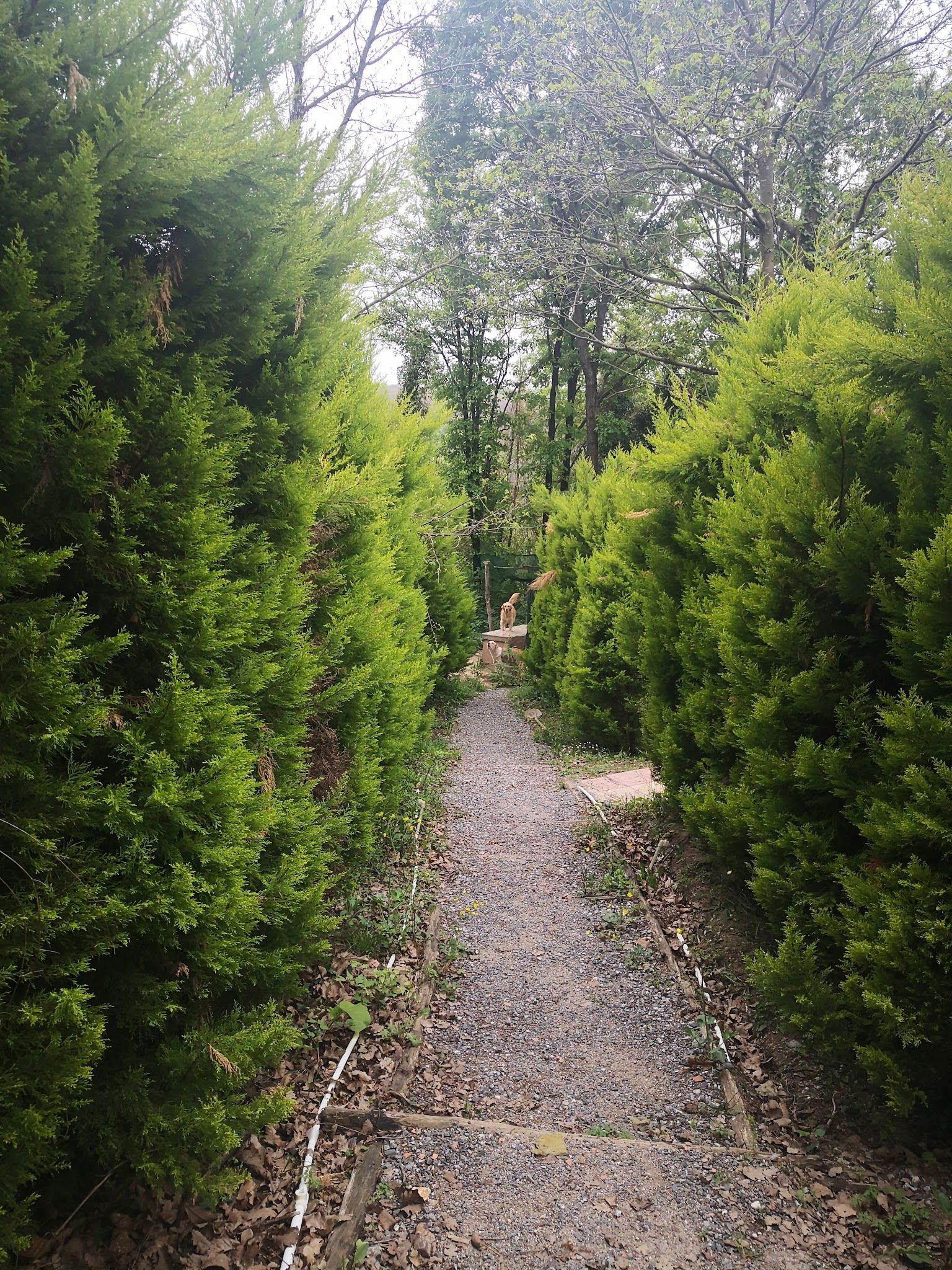 Sihirli Bahce Kirevi