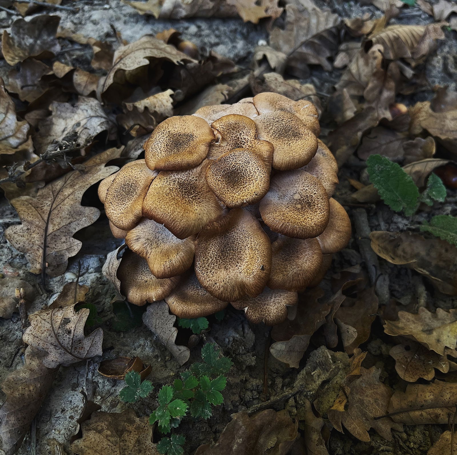 Sihirli Bahce Kirevi