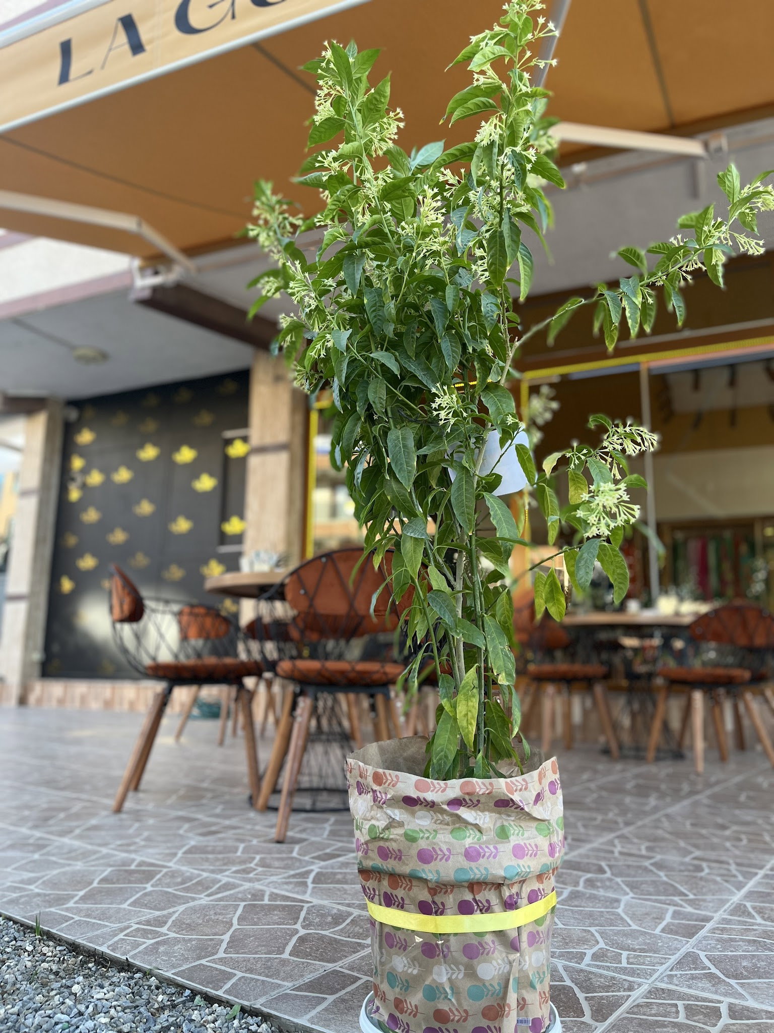 Lagün Moda. Cafe. Patisserie