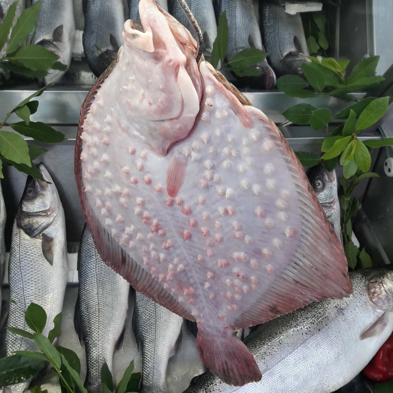 Kısmet Balık Restaurant