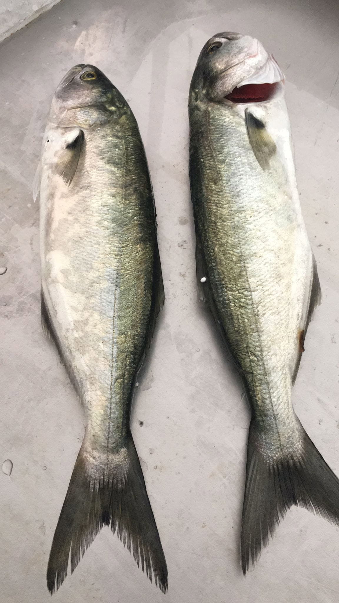 Çayirli Balik (Zeytinburnu Olivium Avm Karşısı)