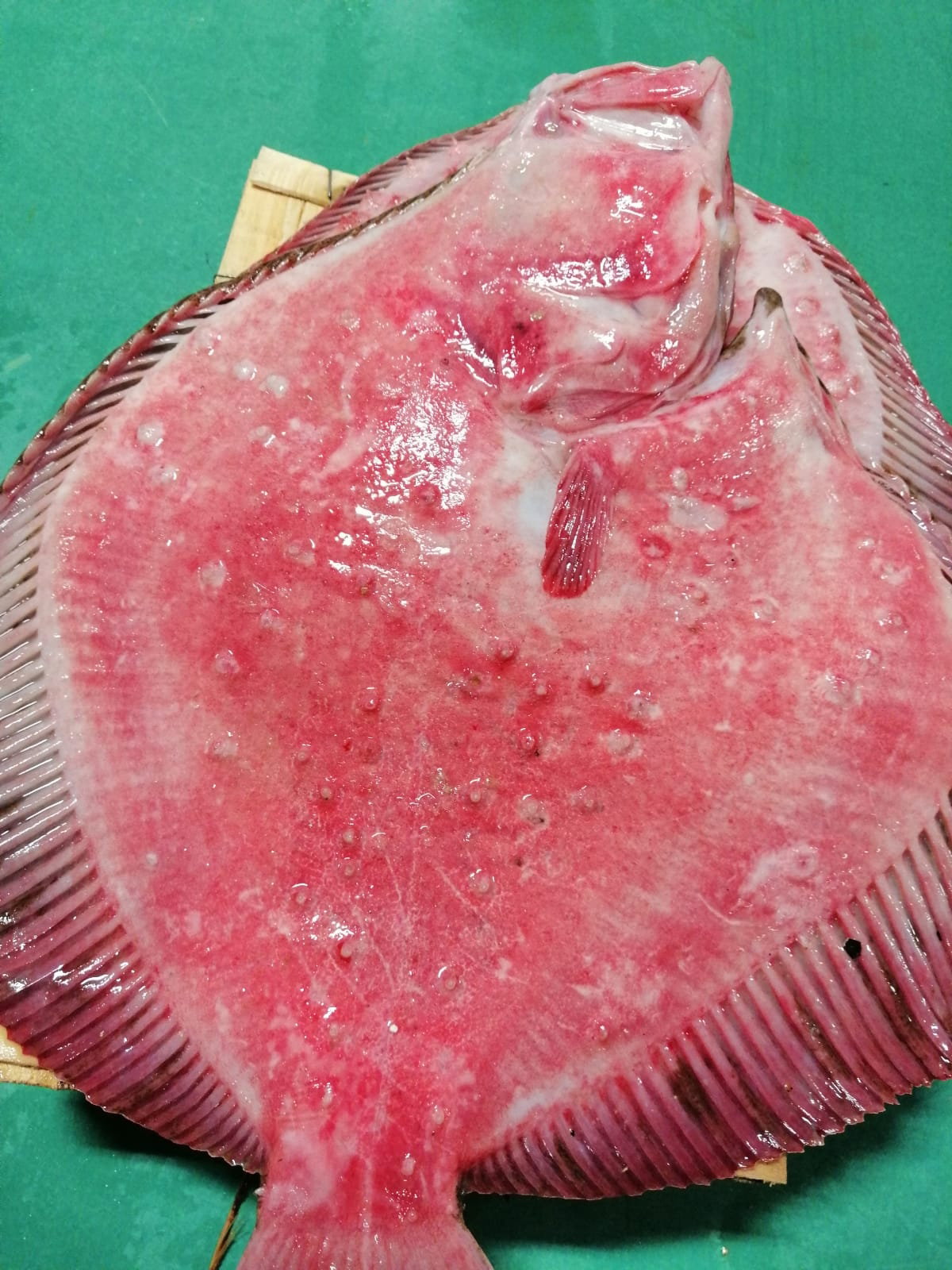 Çayirli Balik (Zeytinburnu Olivium Avm Karşısı)