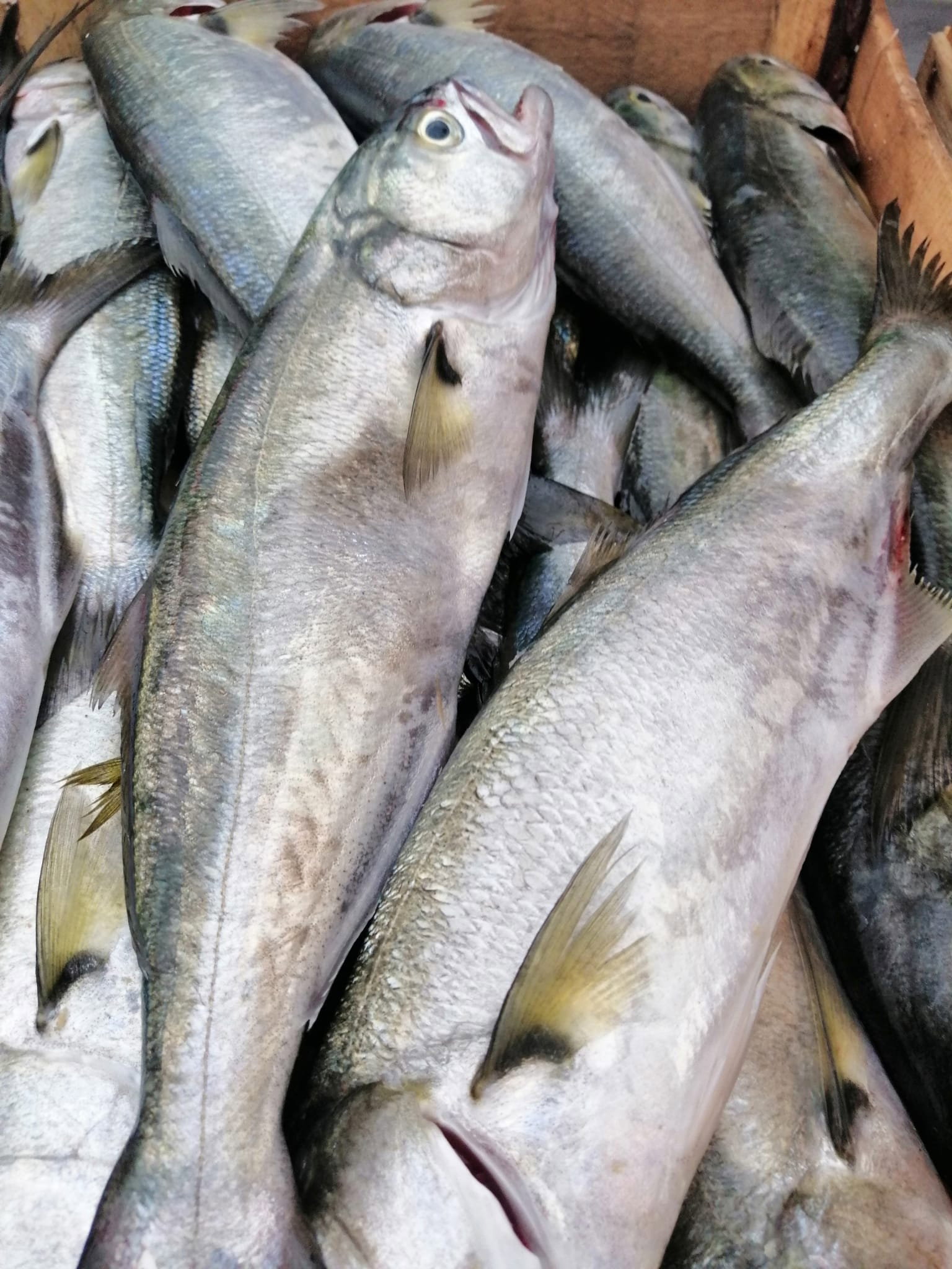 Çayirli Balik (Zeytinburnu Olivium Avm Karşısı)