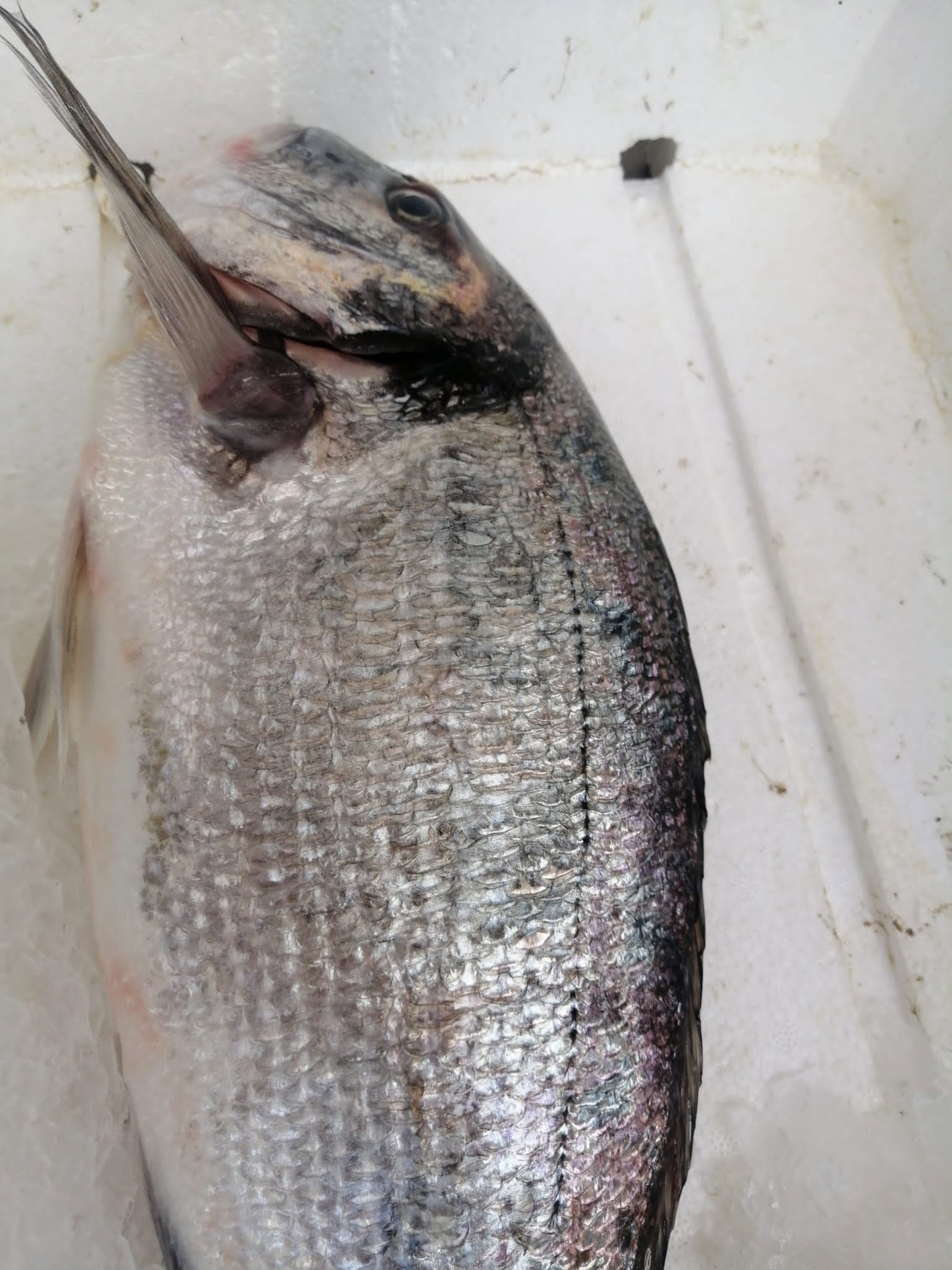 Çayirli Balik (Zeytinburnu Olivium Avm Karşısı)