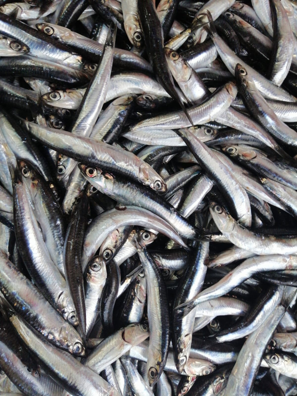 Çayirli Balik (Zeytinburnu Olivium Avm Karşısı)