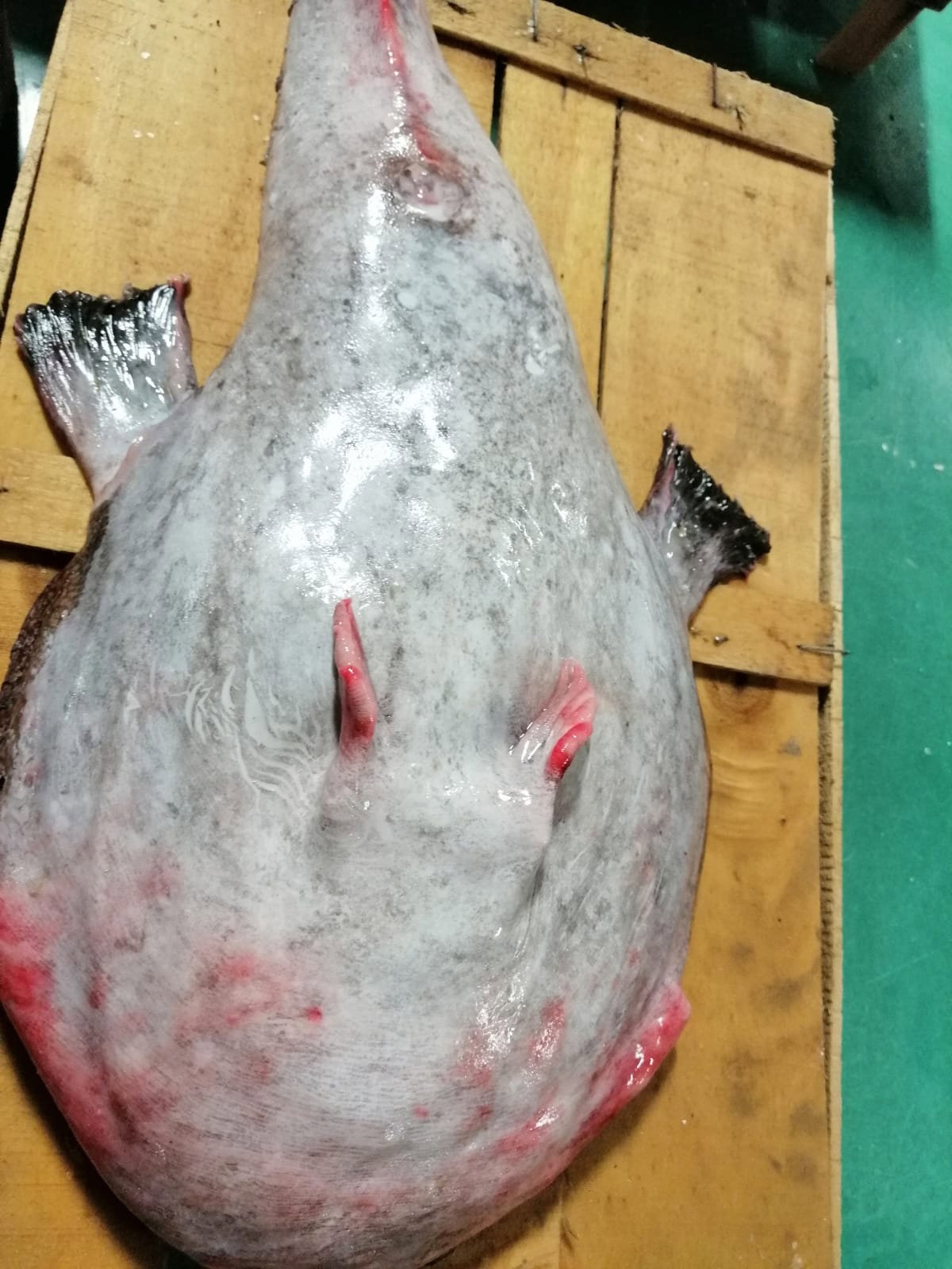 Çayirli Balik (Zeytinburnu Olivium Avm Karşısı)