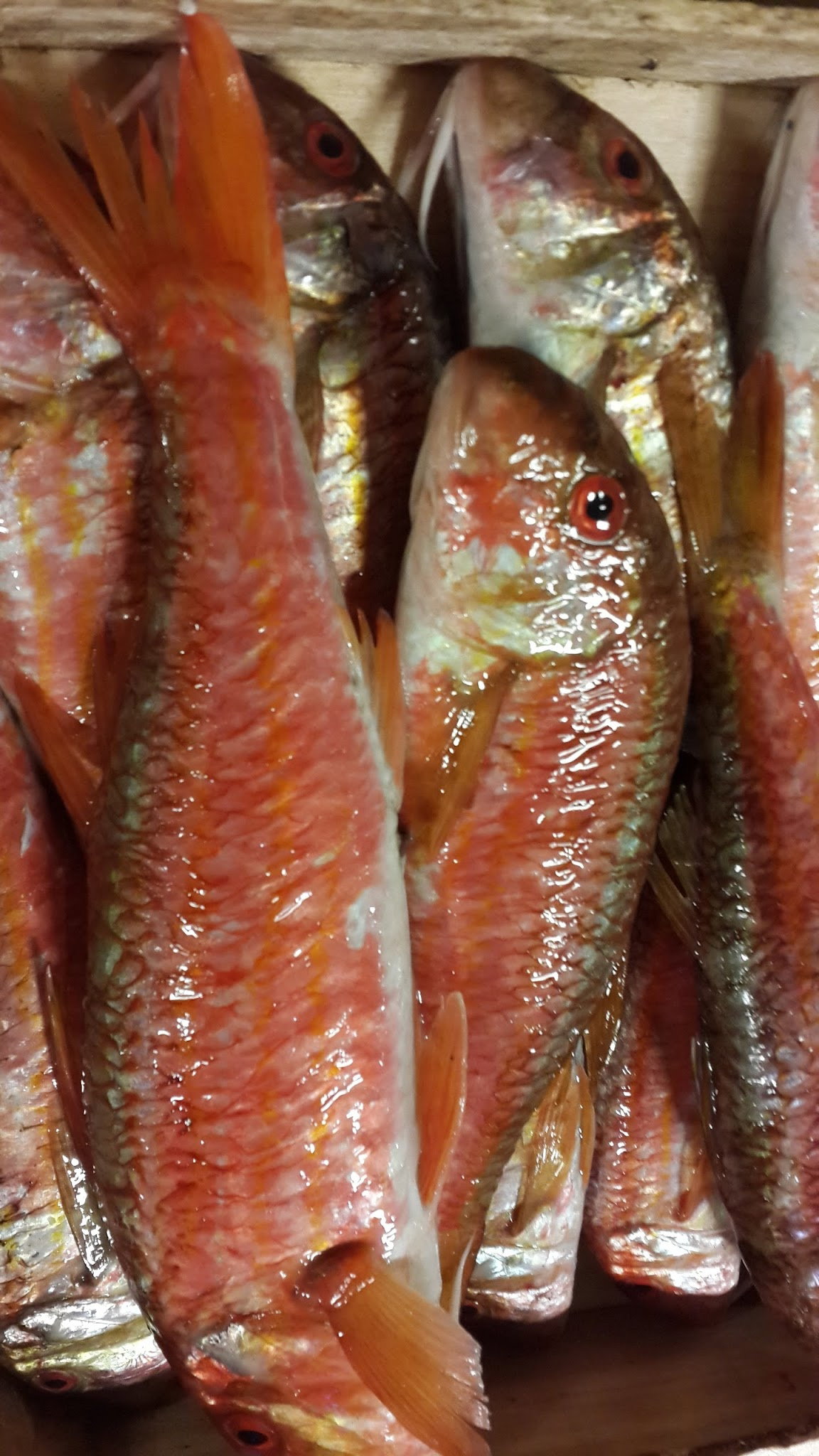 Çayirli Balik (Zeytinburnu Olivium Avm Karşısı)