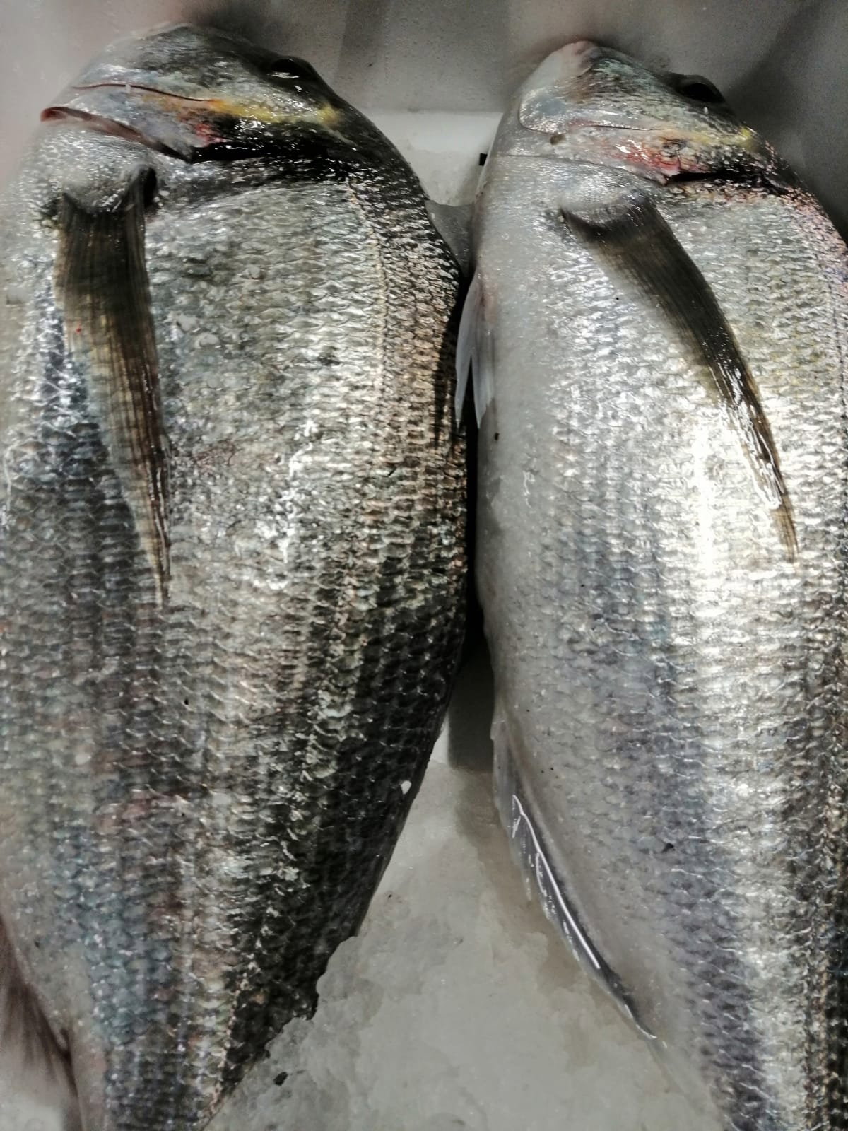 Çayirli Balik (Zeytinburnu Olivium Avm Karşısı)