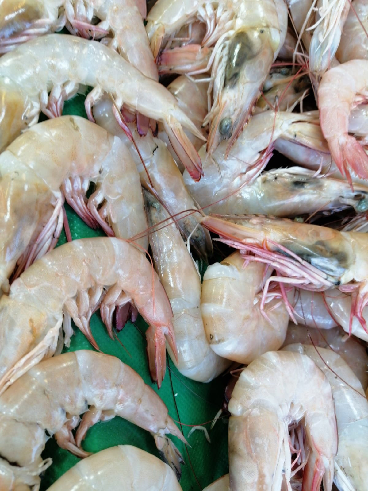 Çayirli Balik (Zeytinburnu Olivium Avm Karşısı)