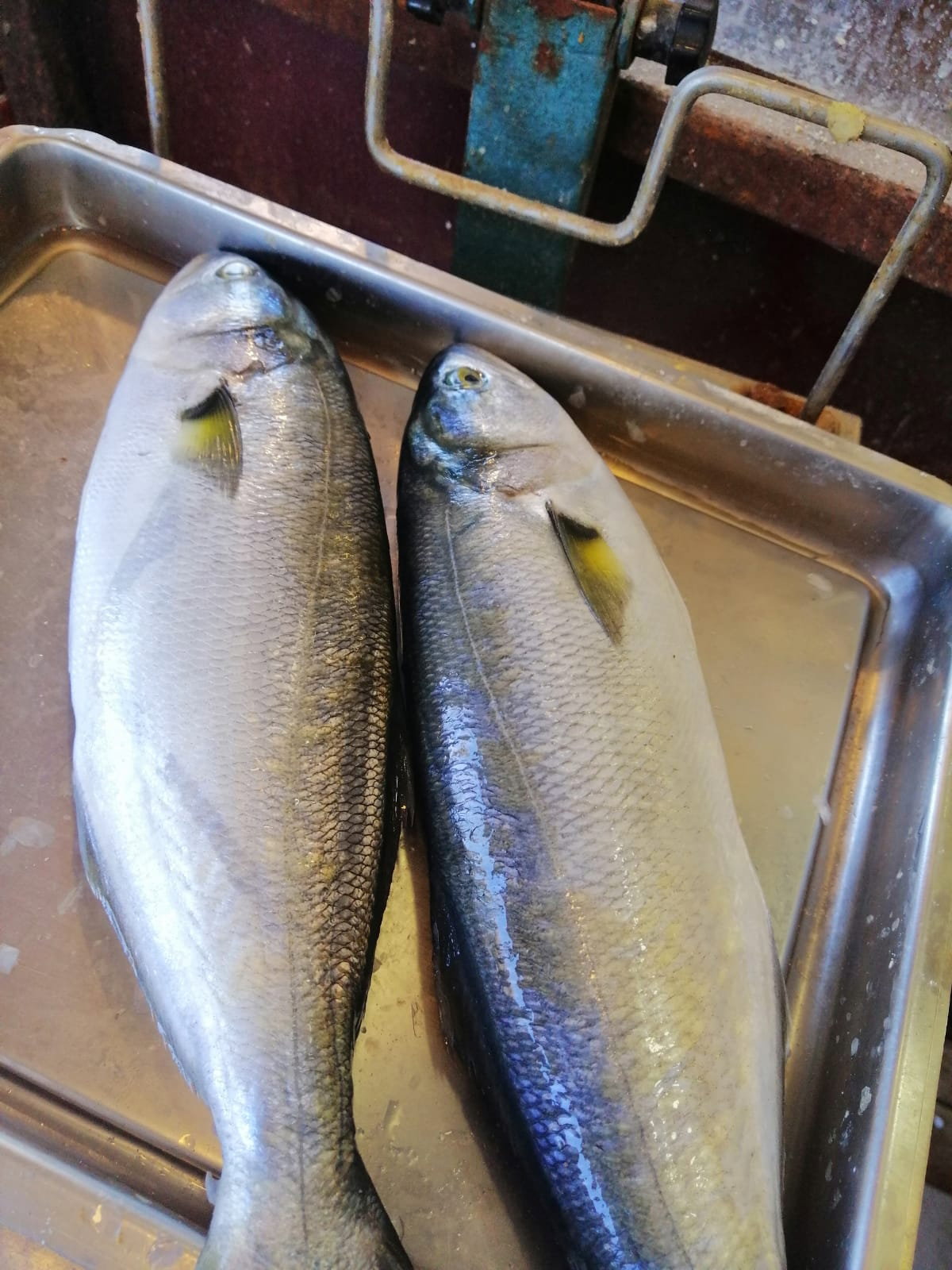 Çayirli Balik (Zeytinburnu Olivium Avm Karşısı)