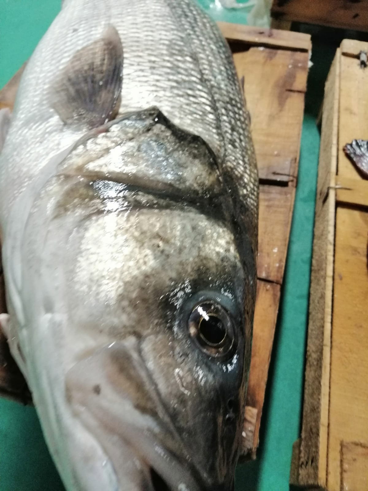 Çayirli Balik (Zeytinburnu Olivium Avm Karşısı)