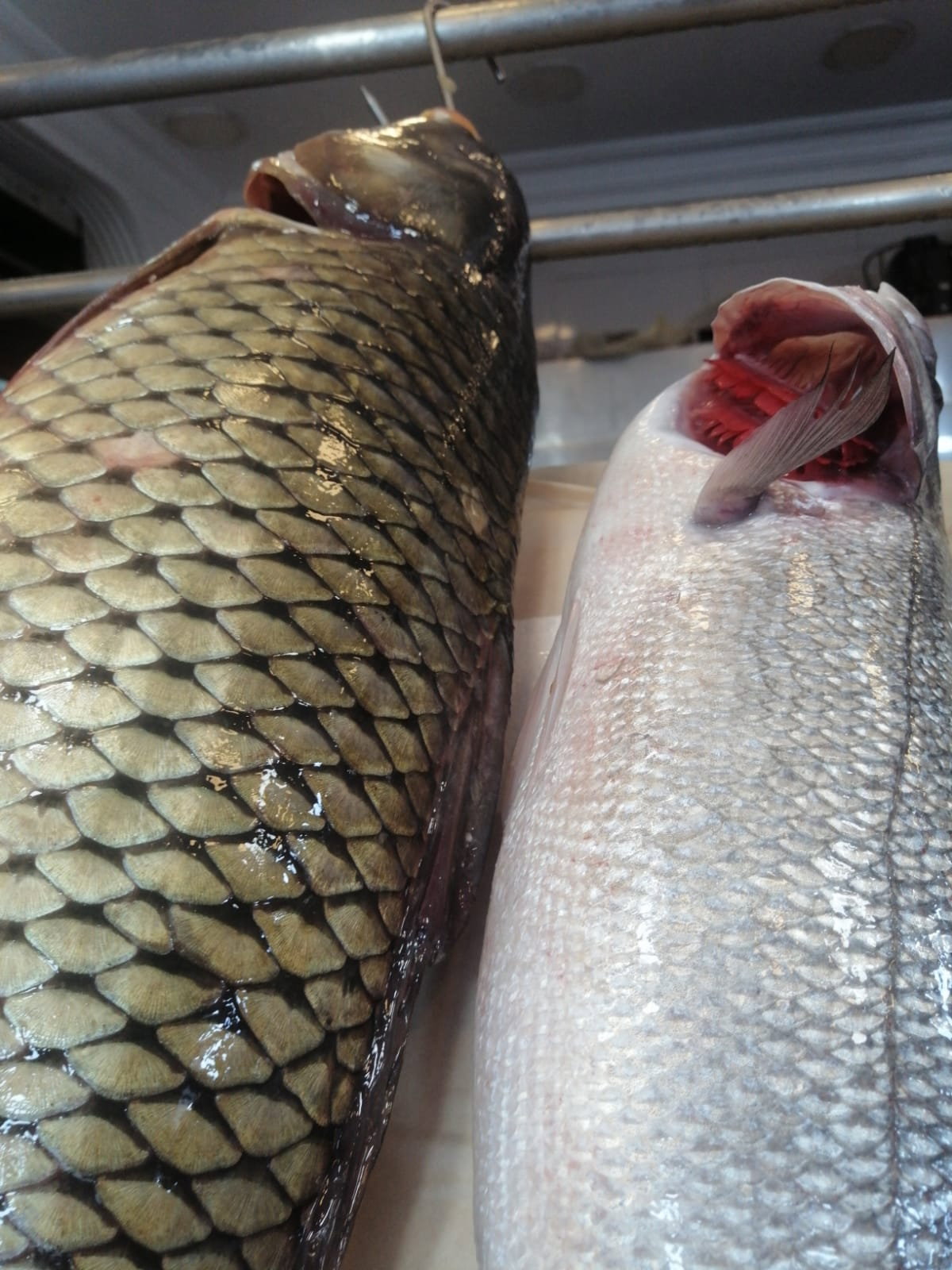 Çayirli Balik (Zeytinburnu Olivium Avm Karşısı)