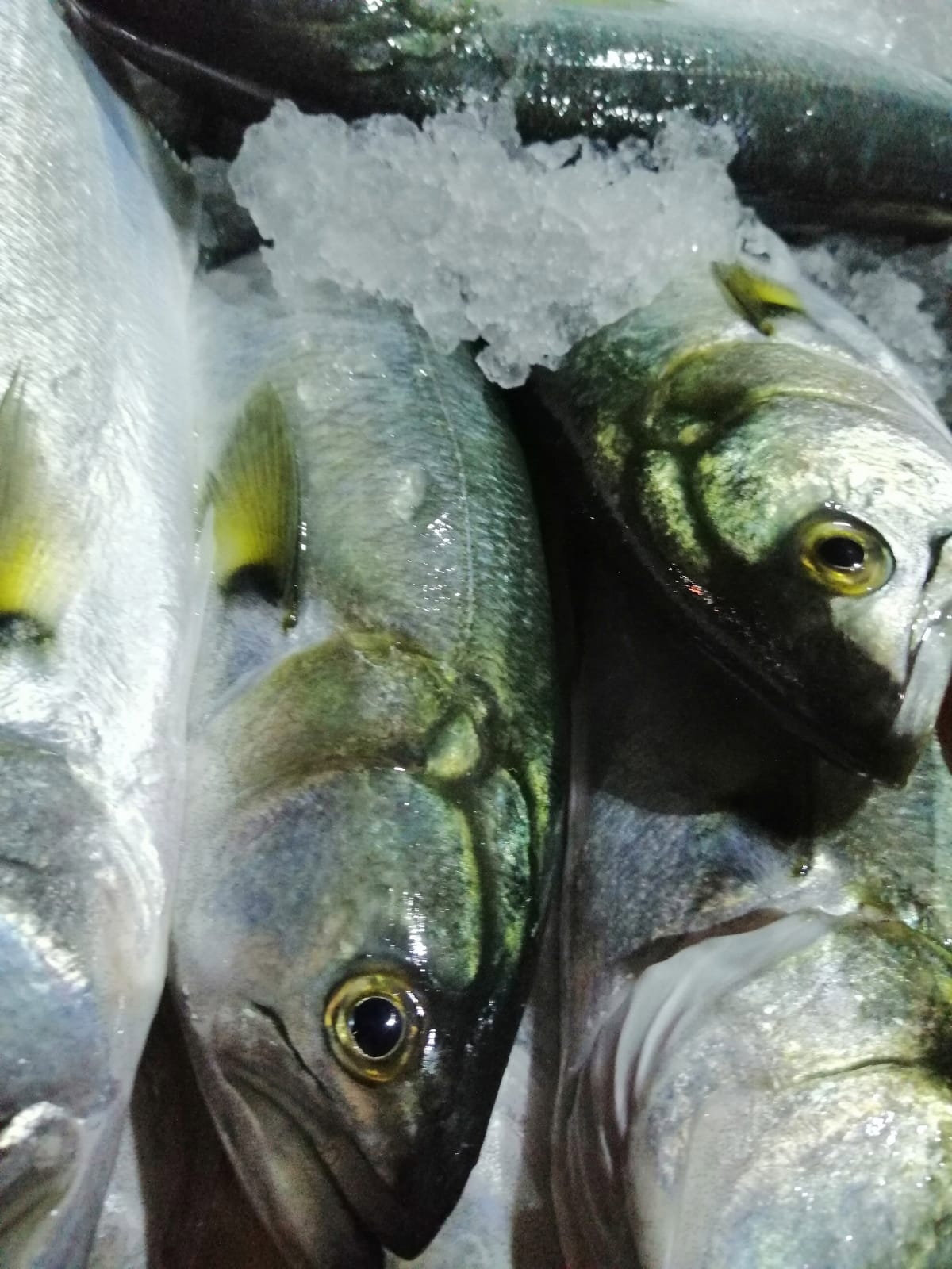 Çayirli Balik (Zeytinburnu Olivium Avm Karşısı)