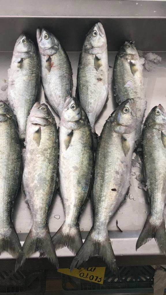 Çayirli Balik (Zeytinburnu Olivium Avm Karşısı)