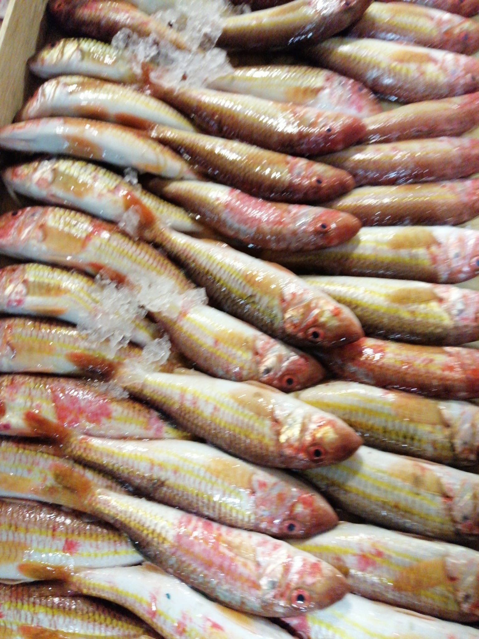 Çayirli Balik (Zeytinburnu Olivium Avm Karşısı)