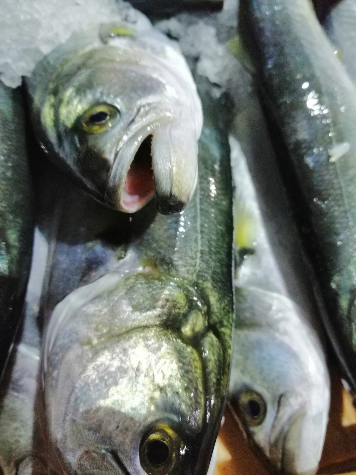 Çayirli Balik (Zeytinburnu Olivium Avm Karşısı)