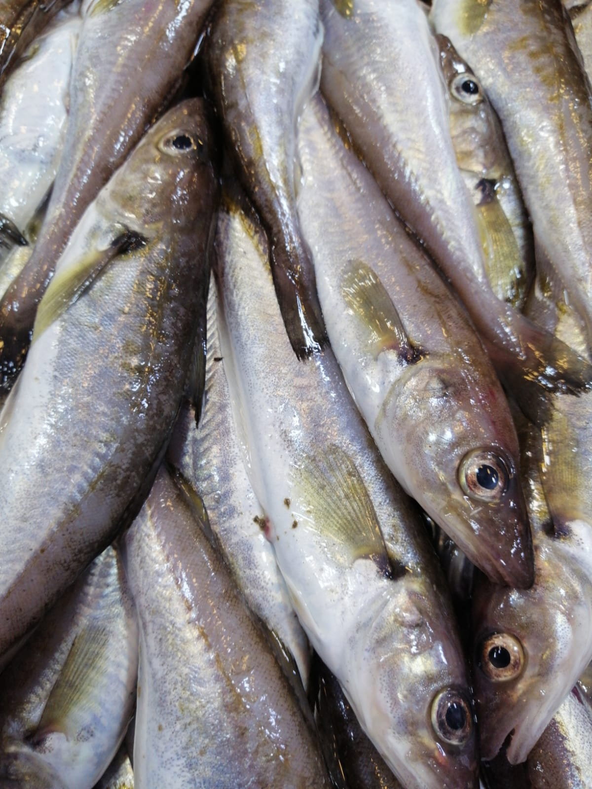 Çayirli Balik (Zeytinburnu Olivium Avm Karşısı)