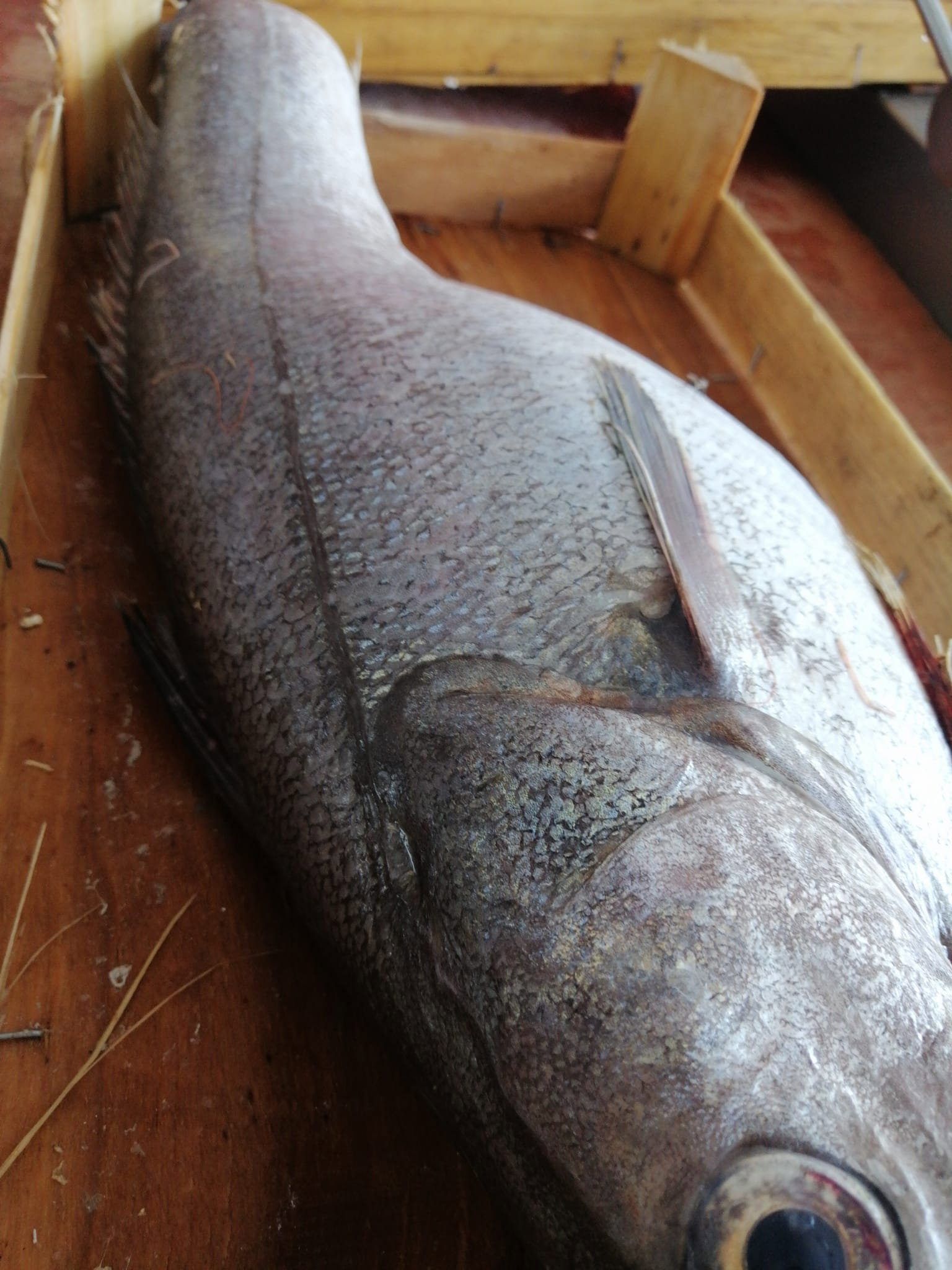 Çayirli Balik (Zeytinburnu Olivium Avm Karşısı)