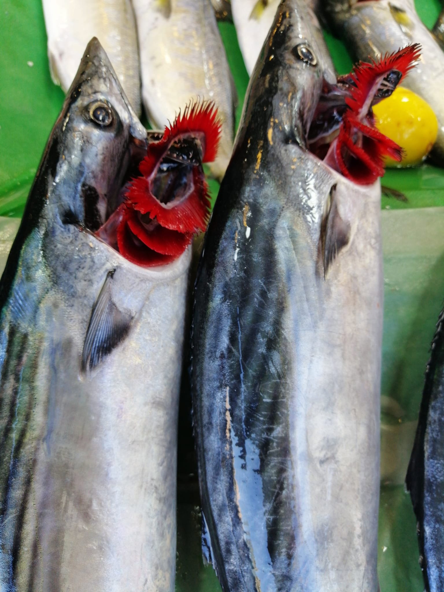 Çayirli Balik (Zeytinburnu Olivium Avm Karşısı)