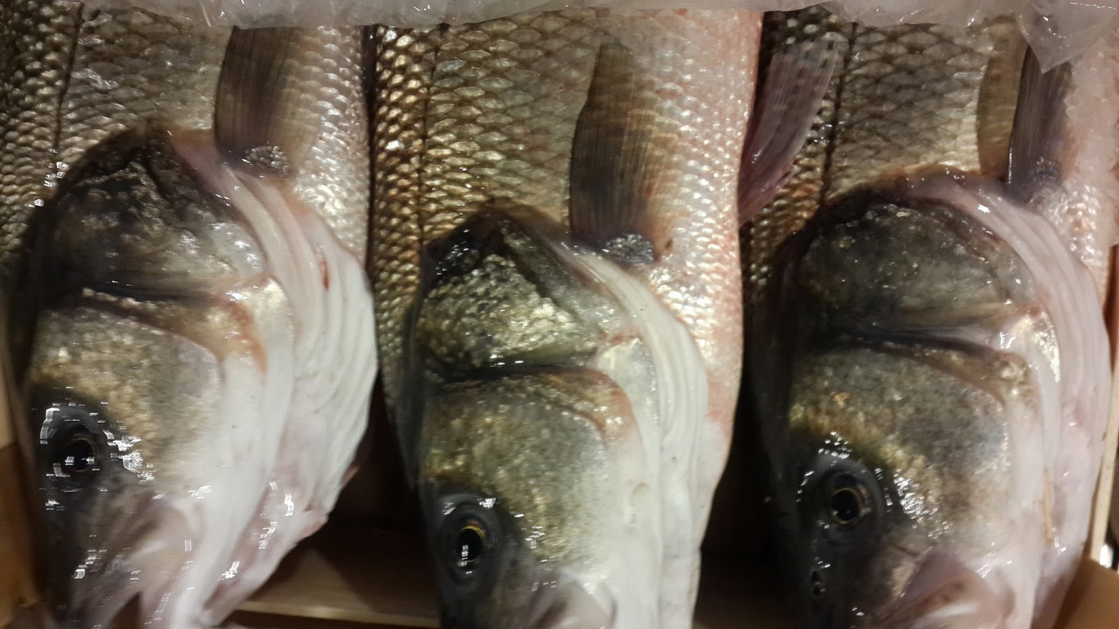 Çayirli Balik (Zeytinburnu Olivium Avm Karşısı)