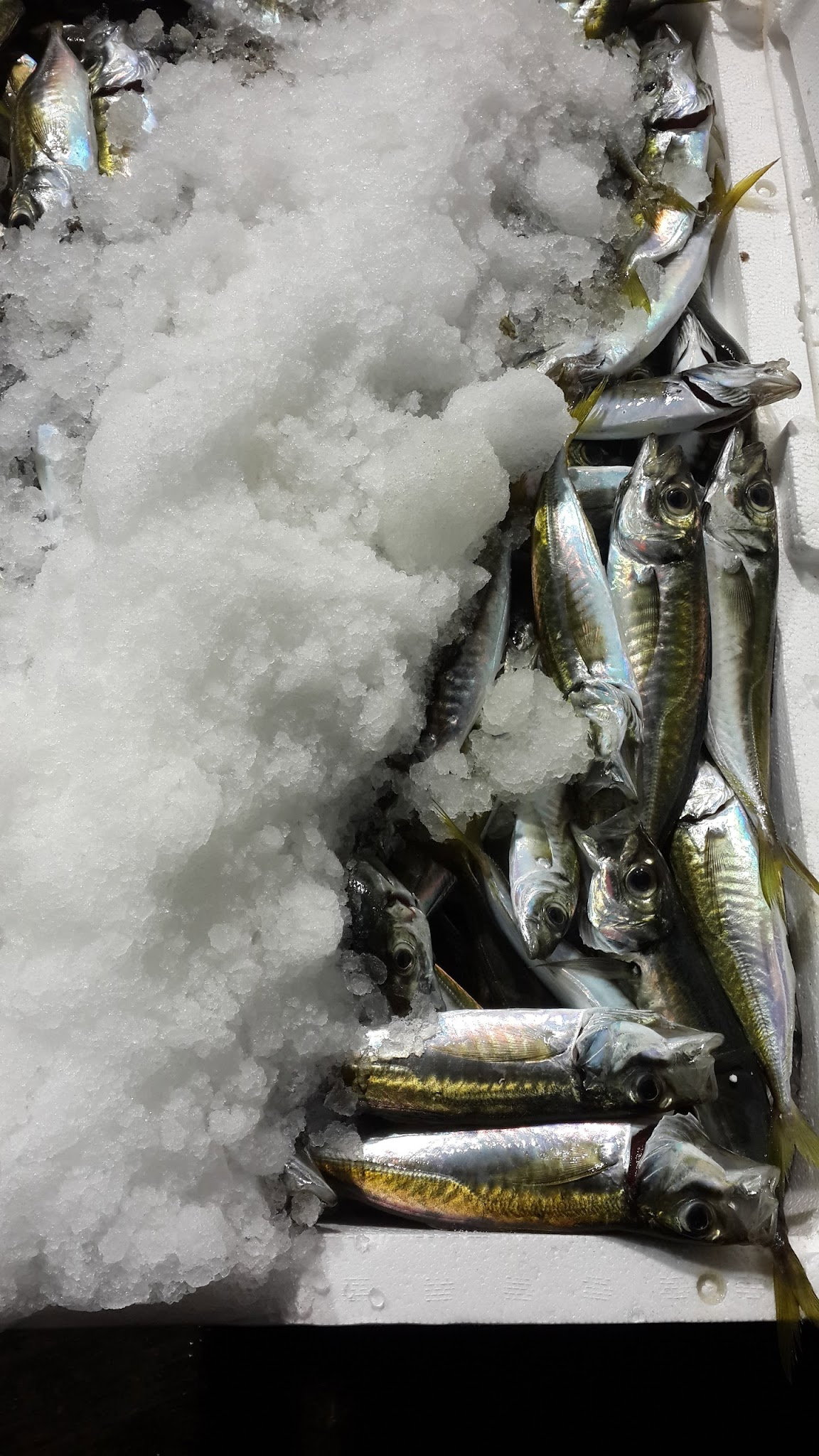 Çayirli Balik (Zeytinburnu Olivium Avm Karşısı)