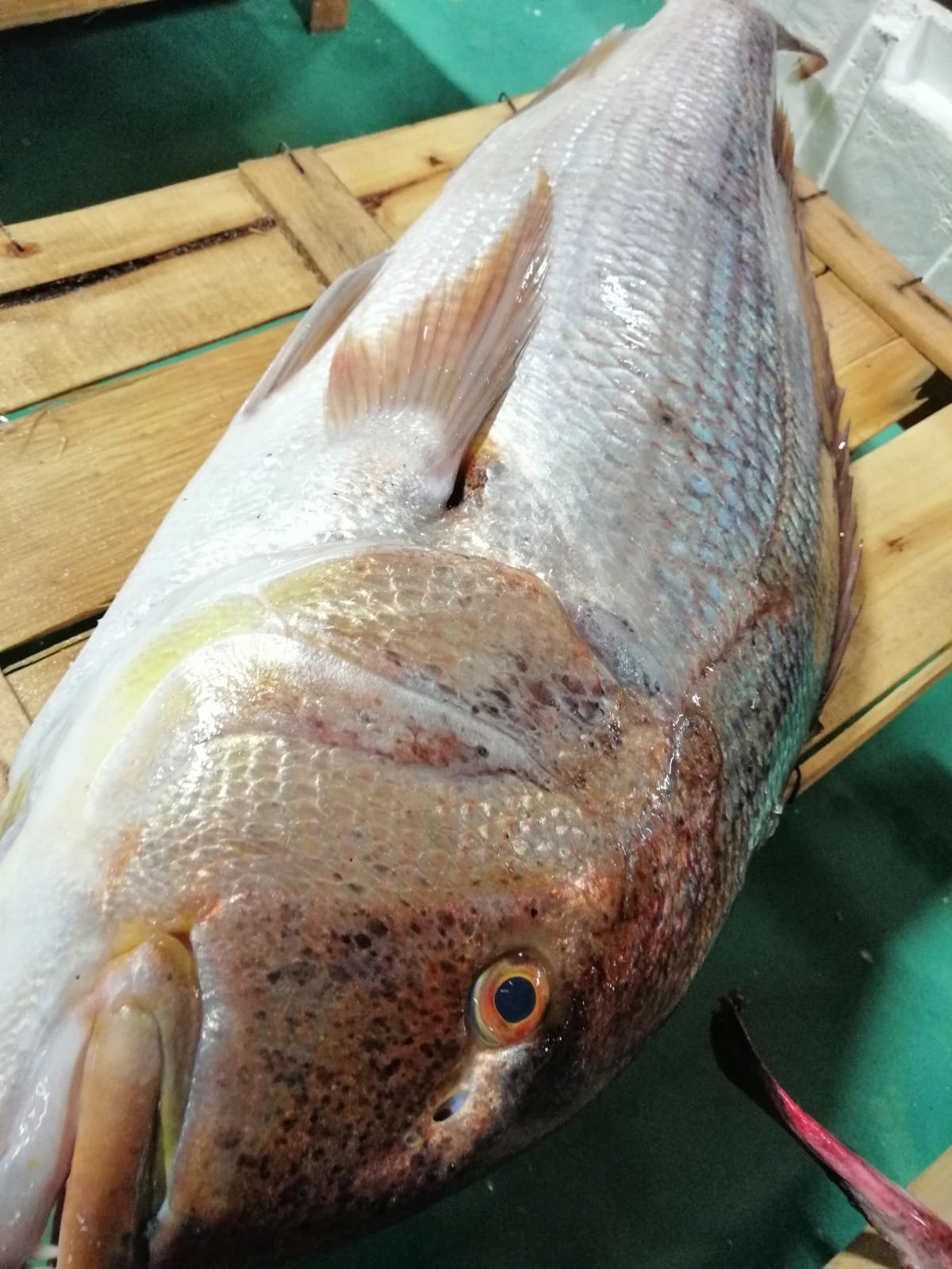 Çayirli Balik (Zeytinburnu Olivium Avm Karşısı)