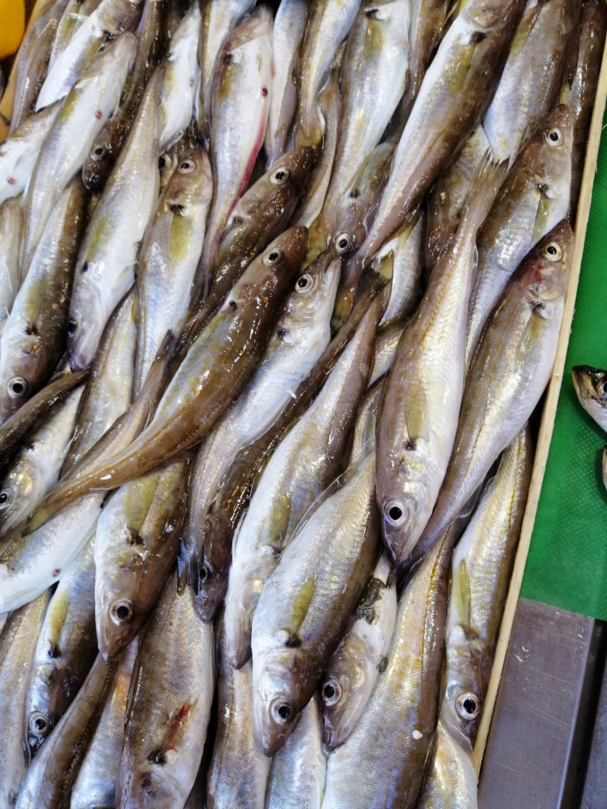 Çayirli Balik (Zeytinburnu Olivium Avm Karşısı)